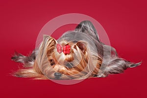 Young Yorkie on dark red