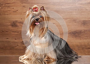 Young yorkie puppy on table with wooden texture