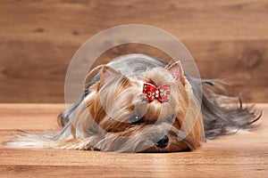 Young yorkie puppy on table with wooden texture