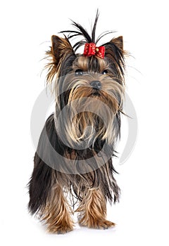 Young yorkshire terrier