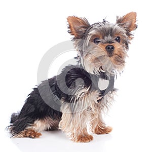 Young yorkshire Terrier