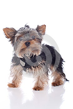 Young yorkshire terrier dog