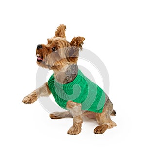 A Young Yorkshire Terrier Extending His Paw photo