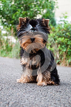 Young yorkshire terrier on the grass