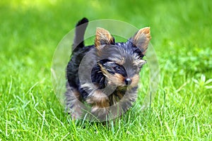 Young Yorkshire Terrier is having fun