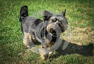 Young yorkshire terrier portrait with grass background and subtle bokeh