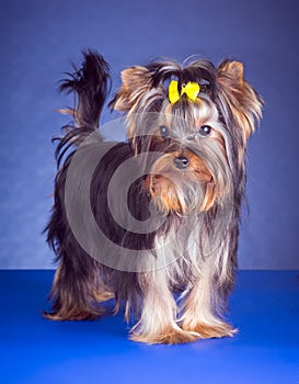 Young Yorkshire Terrier standing