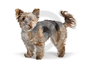 Young Yorkshire Terrier standing against white background