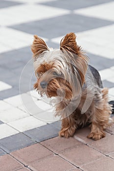 Young Yorkshire Terrier in the yard