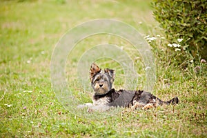 Young Yorshire terrier