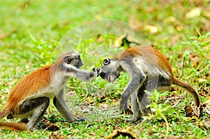 Young zanzibar red colobus photo