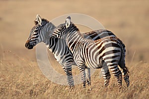 Young zebra