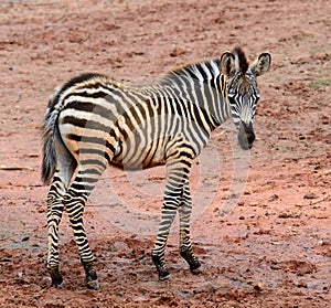 Young Zebra