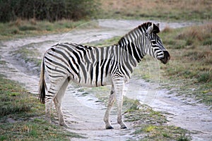 Young Zebra crossing dirt track road in Botswana