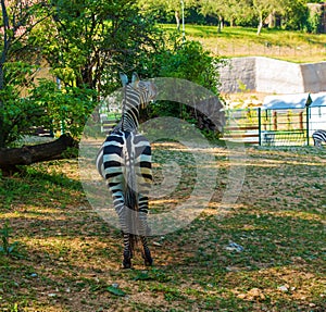 A young zebra eats grass. Zebra grazes on the lawn