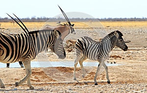 Young Zebra Foal, with Mum and an Oryx in the background