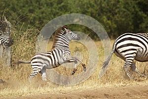 A young zebra gallopping