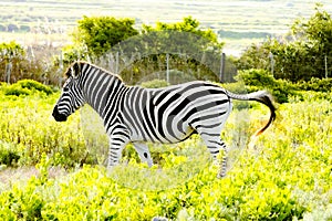 A young zebra in a game ranch