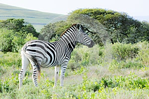 A young zebra in a game ranch