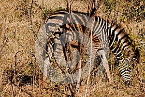 Young zebra grazing