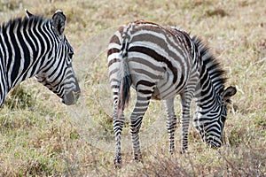 Zebra with foal, Zebra with baby, young zebra with soft fur in Serengeti Plain, Tanzania