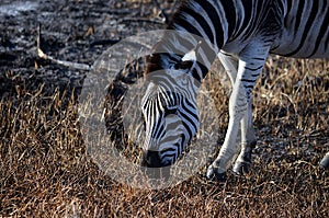 Young Zebra Grazing