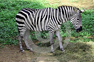 Young Zebra Grazing