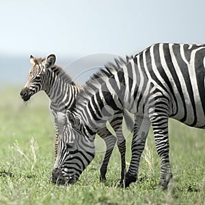 Young zebra and his mother at the Serengeti