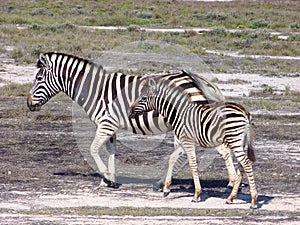 Young zebra with its mother.