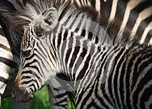 Young Zebra and its Mother in the Wild in Zimbabwe