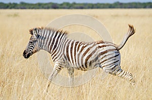 Young Zebra jumping happily through dry yellow grass at Etosha National Park, Namibia, Africa