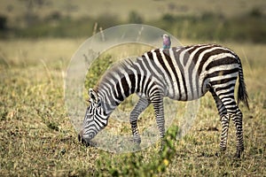 Young zebra grazing with a lilac breasted roller on its back in Masai Mara in Kenya