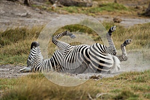 Young Zebra lying down on the Back