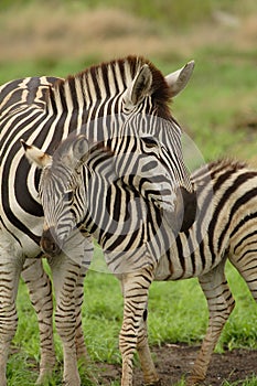 Young zebra with mum