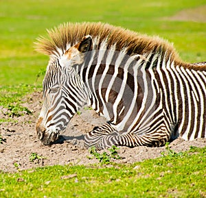 Young zebra portrait