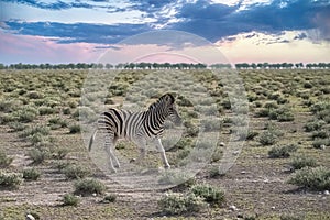 A young zebra running