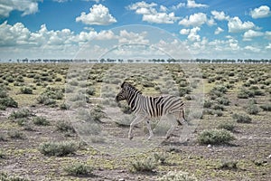 A young zebra running