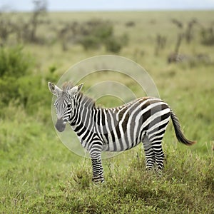 Young zebra in the serengeti plain