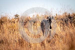 Young Zebra standing in the high grass