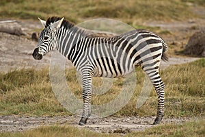 Young Zebra standing in the Savannah