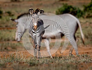 Young zebra stares at camera as mother walks away