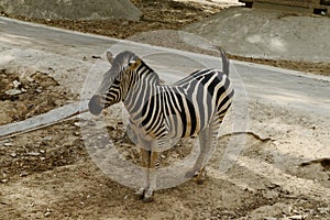 Young zebra walking in zoopark