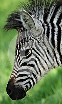 Young Zebra in the Wild in Zimbabwe