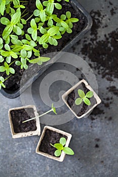 Young zinnia seedlings