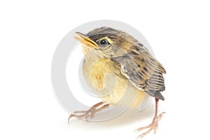 Young Zitting Cisticola Bird Cisticola juncidis isolated on white