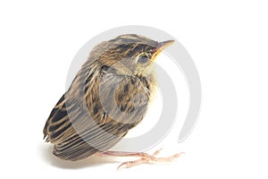 Young Zitting Cisticola Bird Cisticola juncidis isolated on white