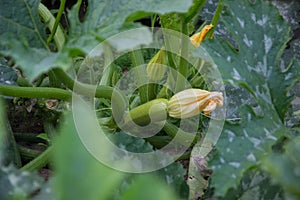 young zucchini Flowers and gardens vegetation photo