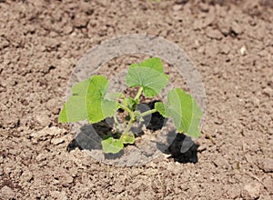 Young zucchini seedlings