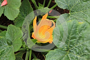 Young Zuchinni plant Flower maturing in rich soil