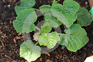 Young Zuchinni plant maturing in rich soil